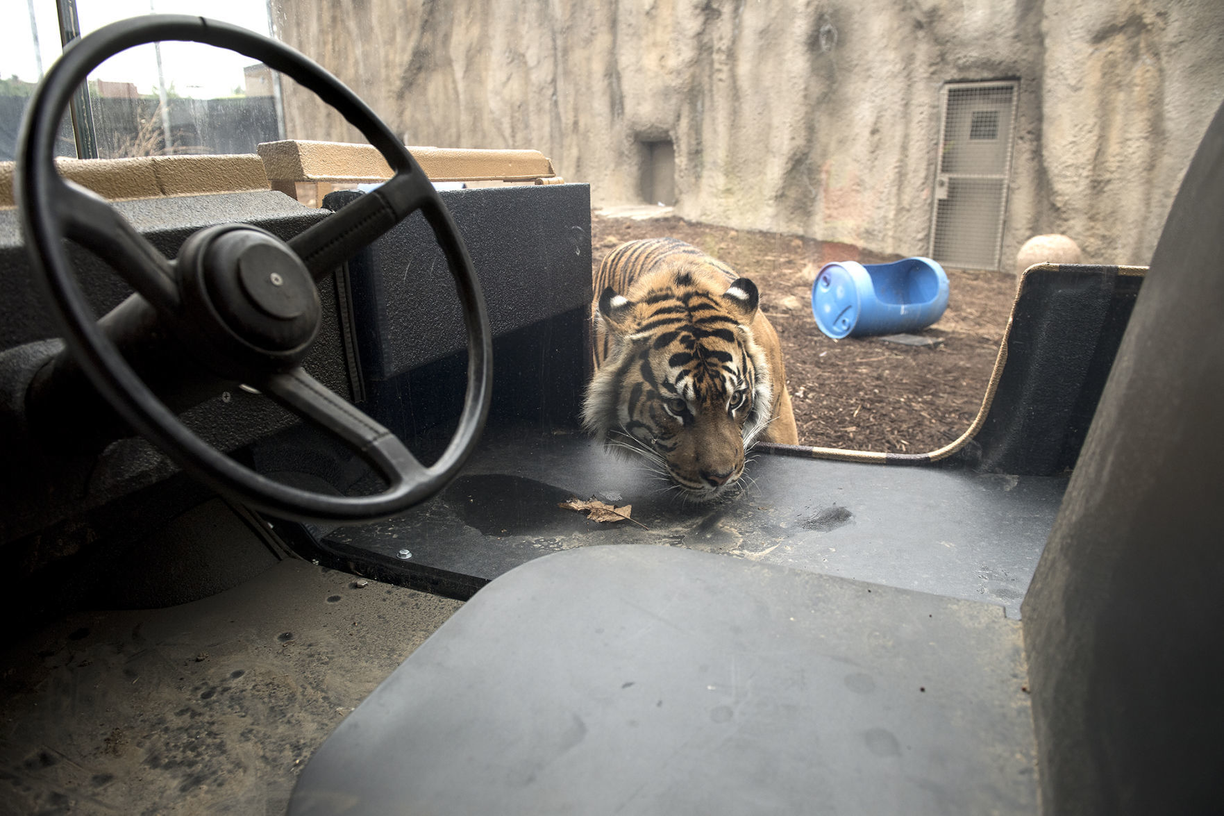 Lincoln Children's Zoo tigers